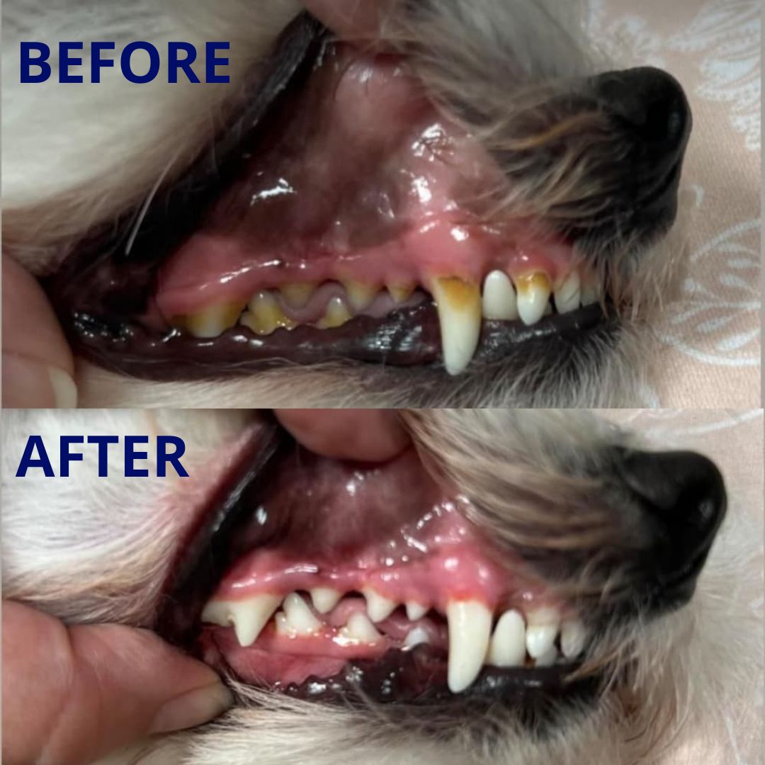 Pawra™ – Safe Sonic Dental Cleaner for Dogs