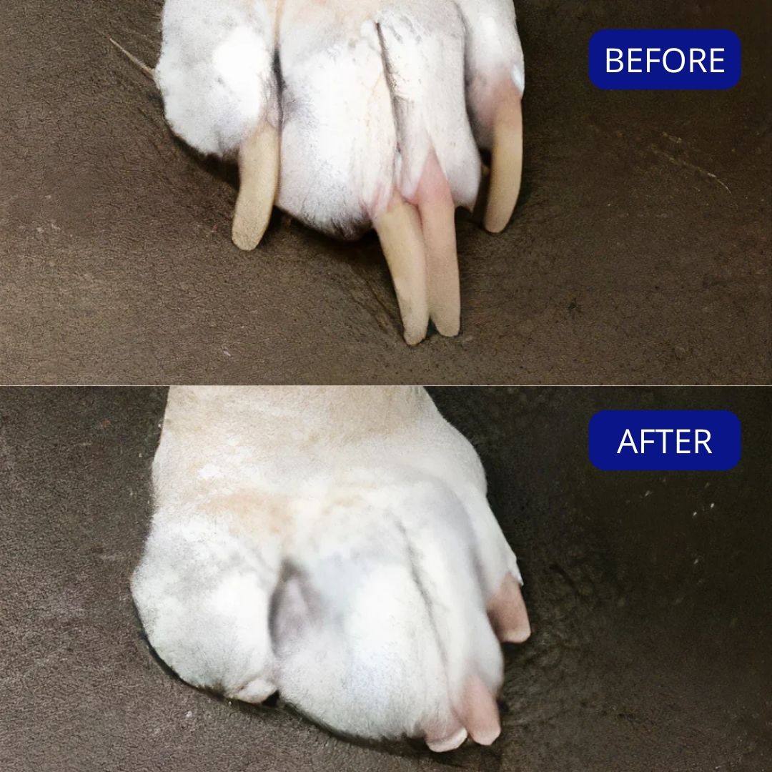 Pawra™ - Silent Groom